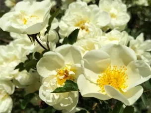 Уважаемые работники торговли! Примите искренние поздравления с вашим профессиональным праздником!